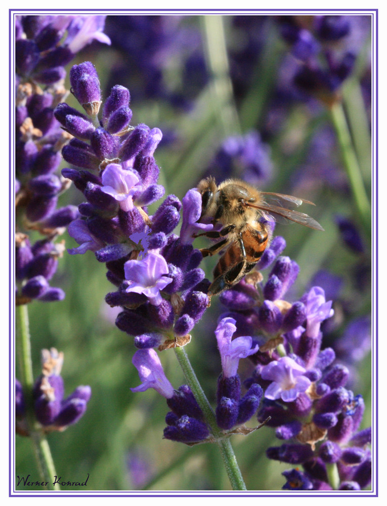 Biene auf Lavendel