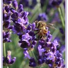 Biene auf Lavendel