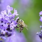 Biene auf Lavendel