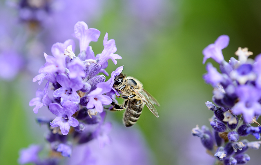 Biene auf Lavendel