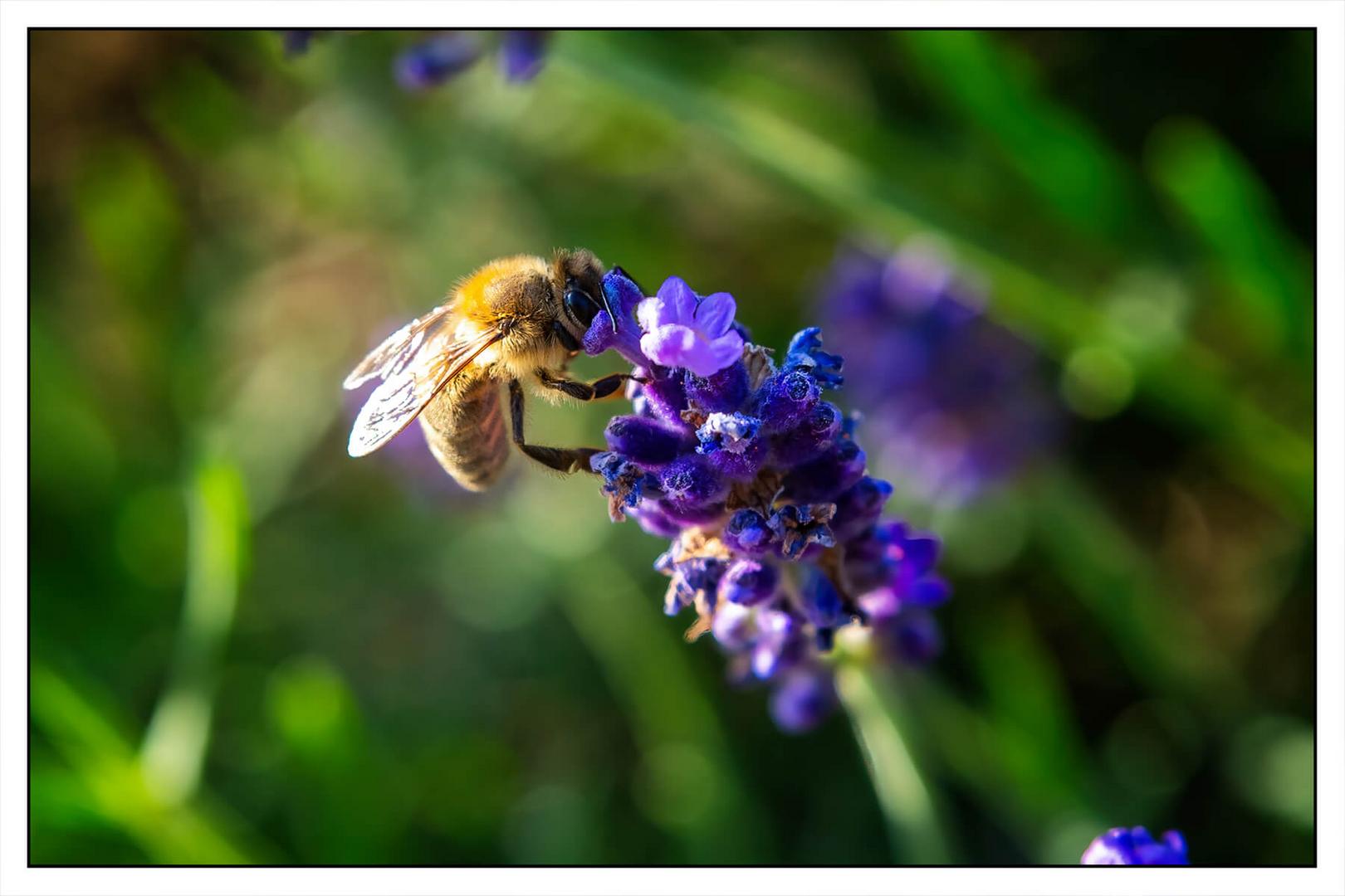 Biene auf Lavendel