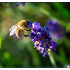 Biene auf Lavendel