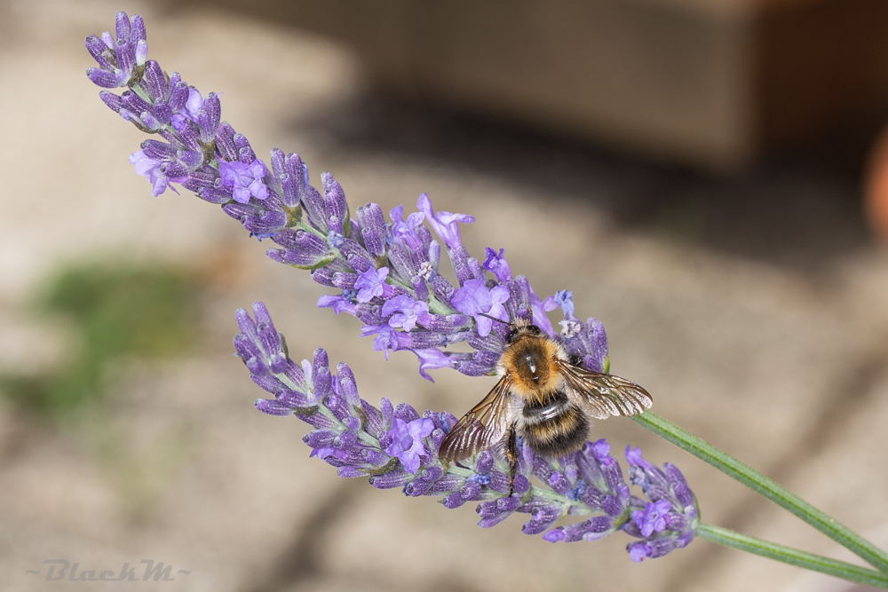 Biene auf Lavendel