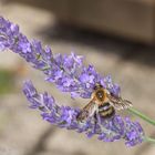 Biene auf Lavendel