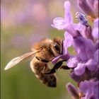 Biene auf Lavendel