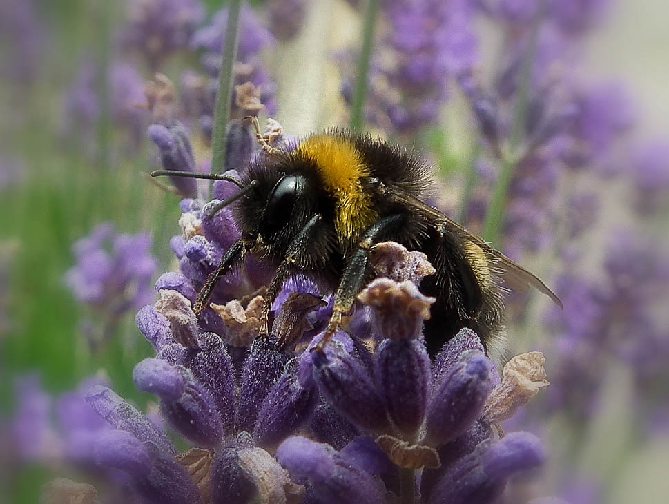 Biene auf Lavendel