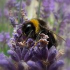 Biene auf Lavendel