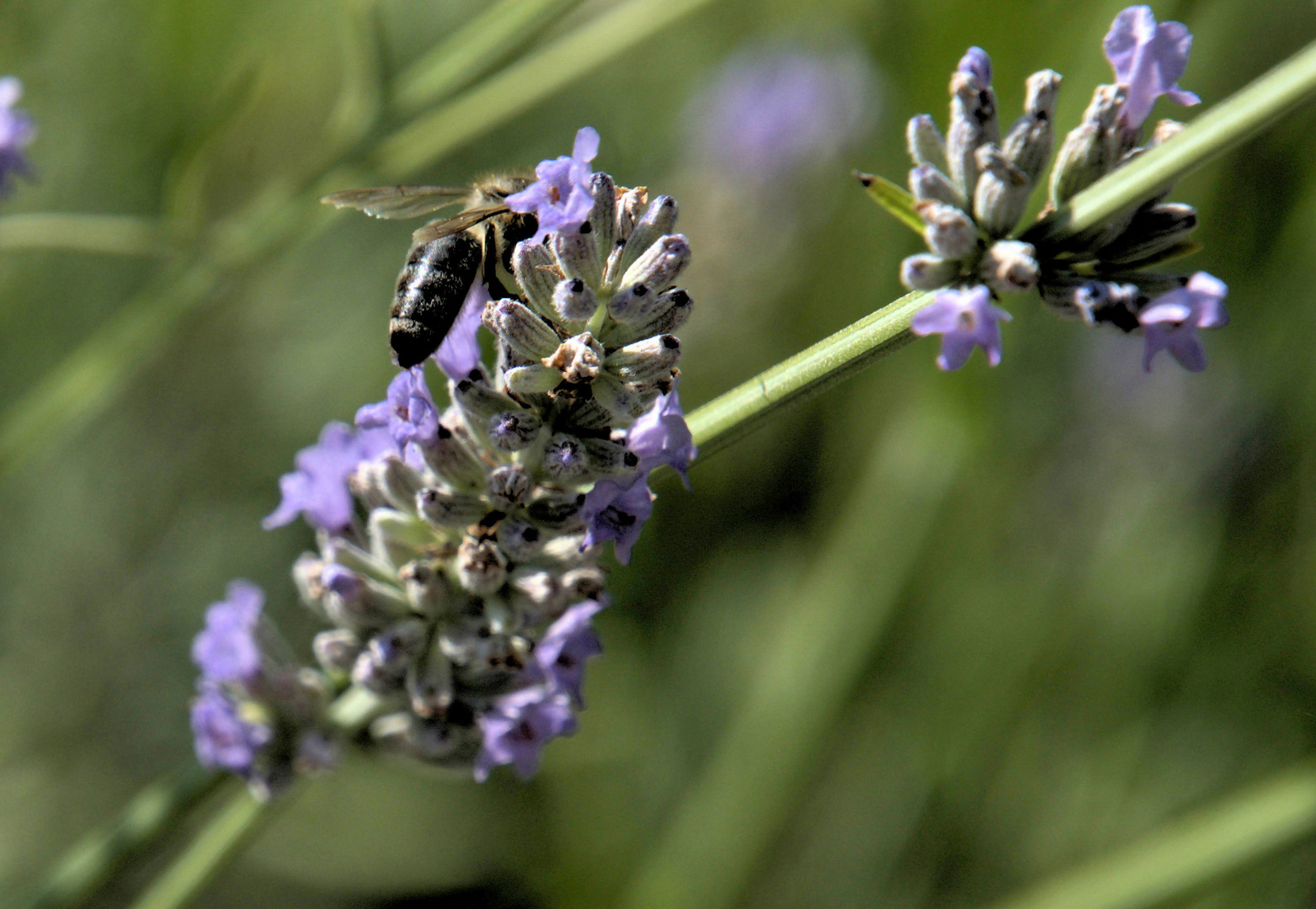 Biene auf Lavendel