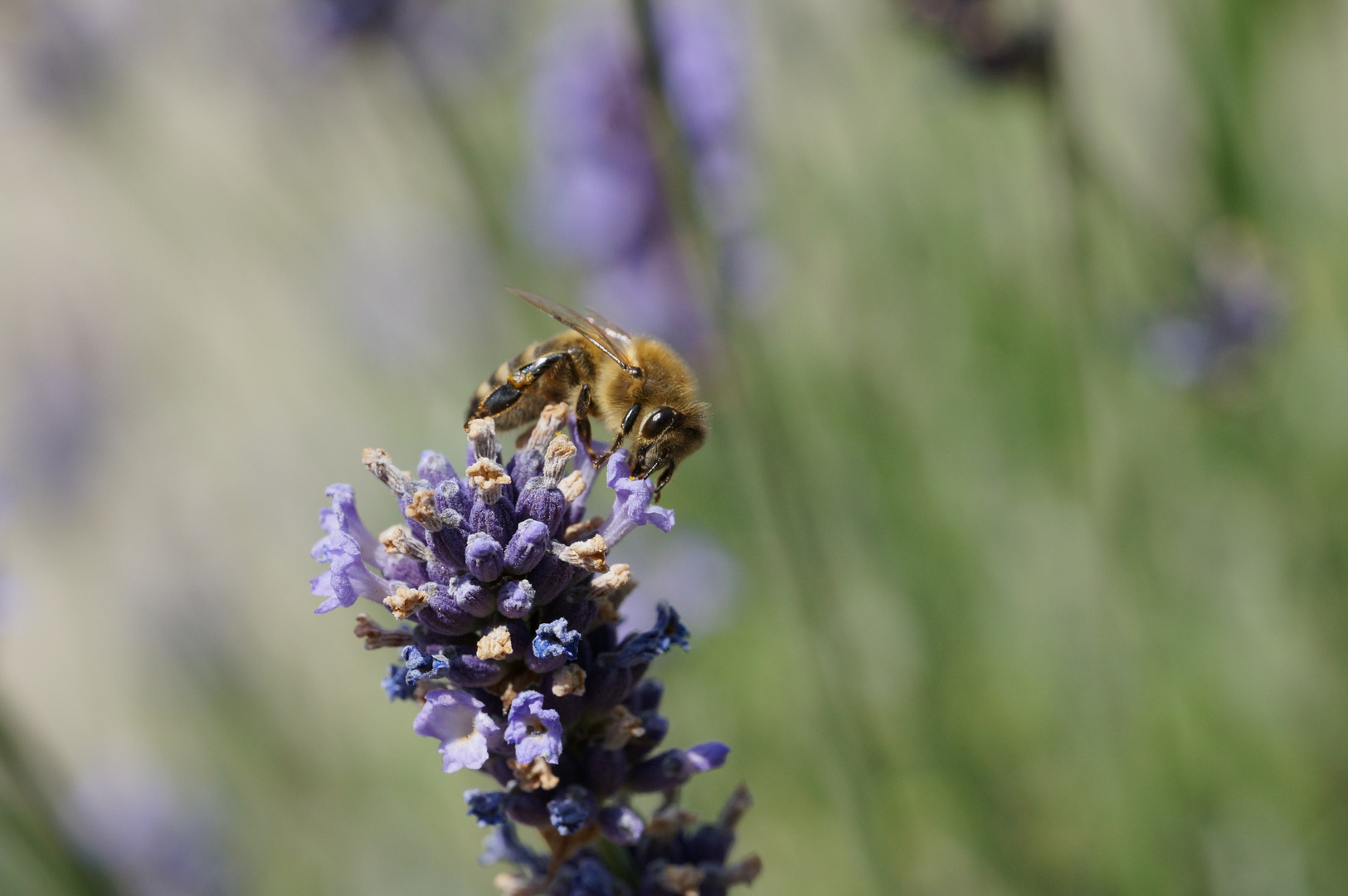 Biene auf Lavendel 