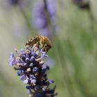 Biene auf Lavendel 