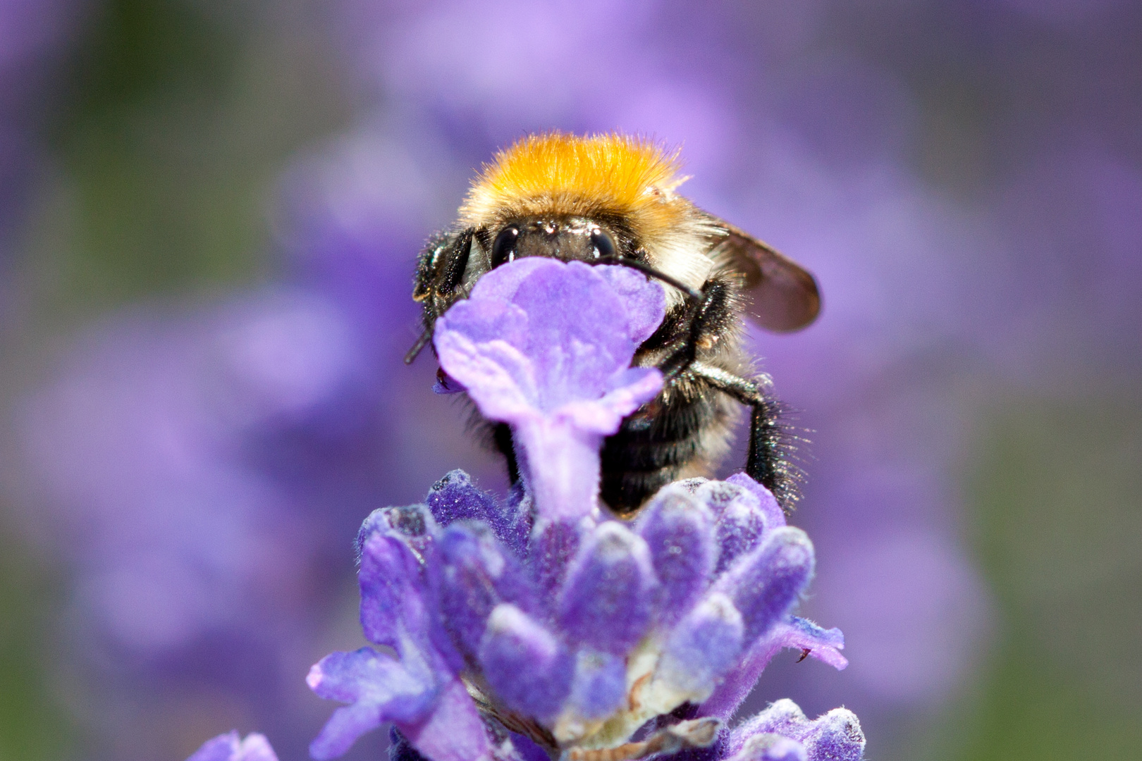 Biene auf Lavendel