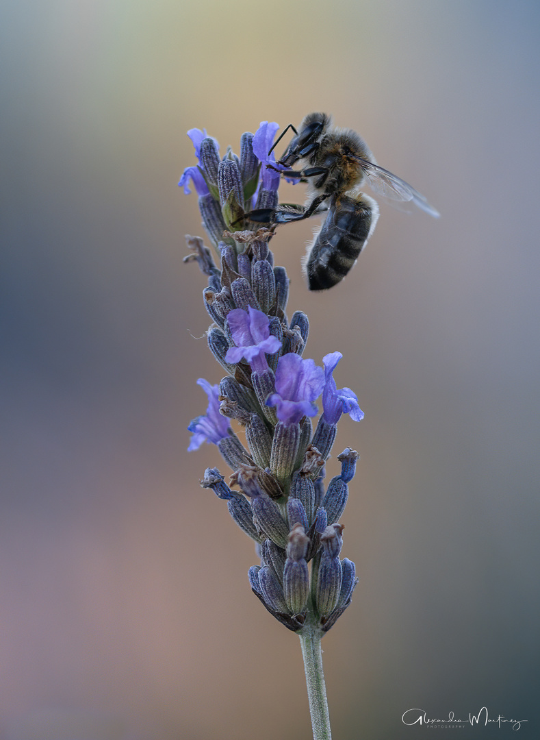 Biene auf Lavendel 