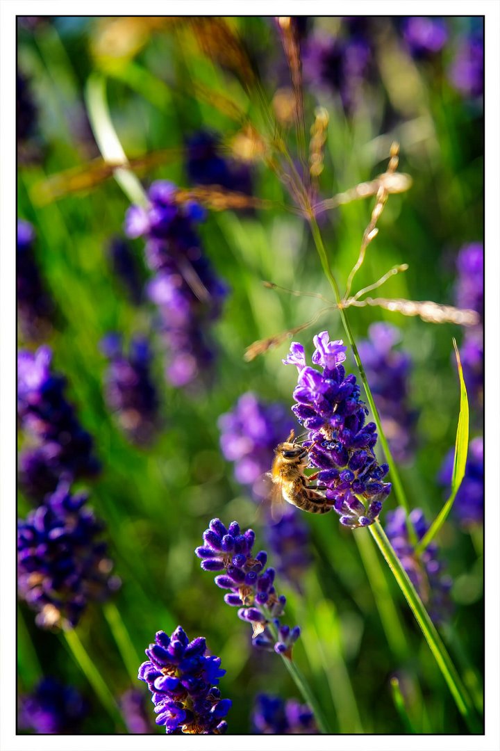 Biene auf Lavendel