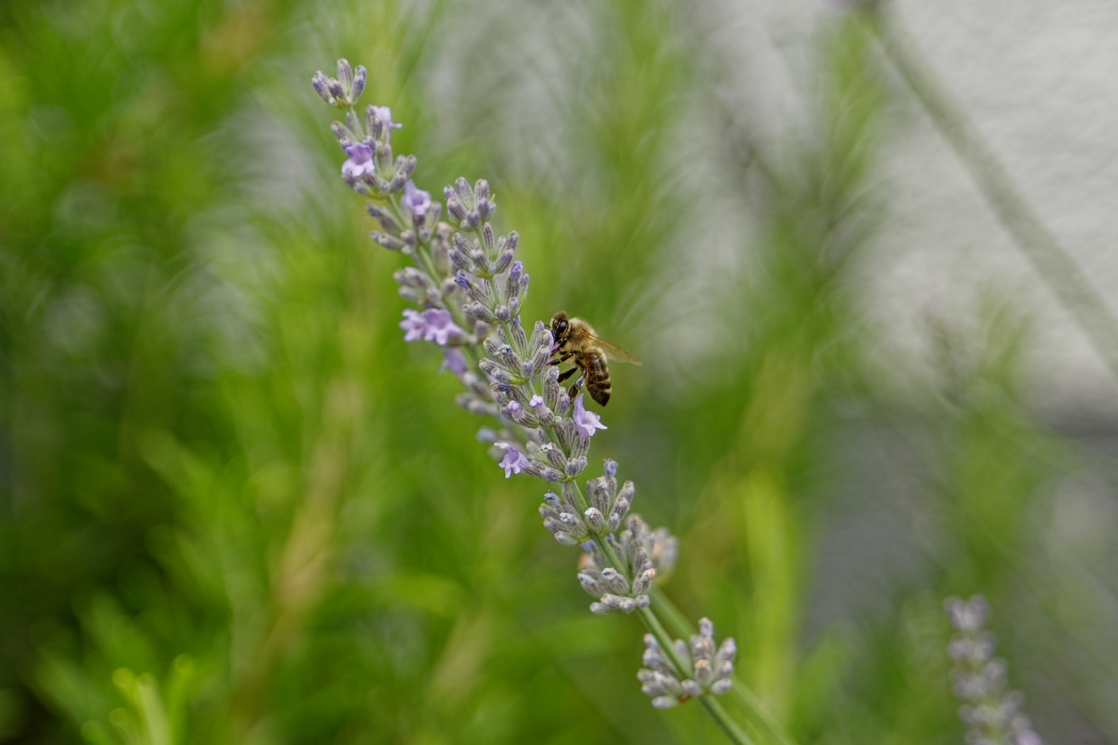 Biene auf Lavendel