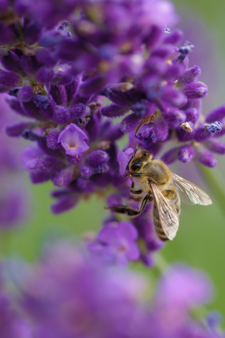 Biene auf Lavendel