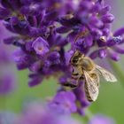 Biene auf Lavendel