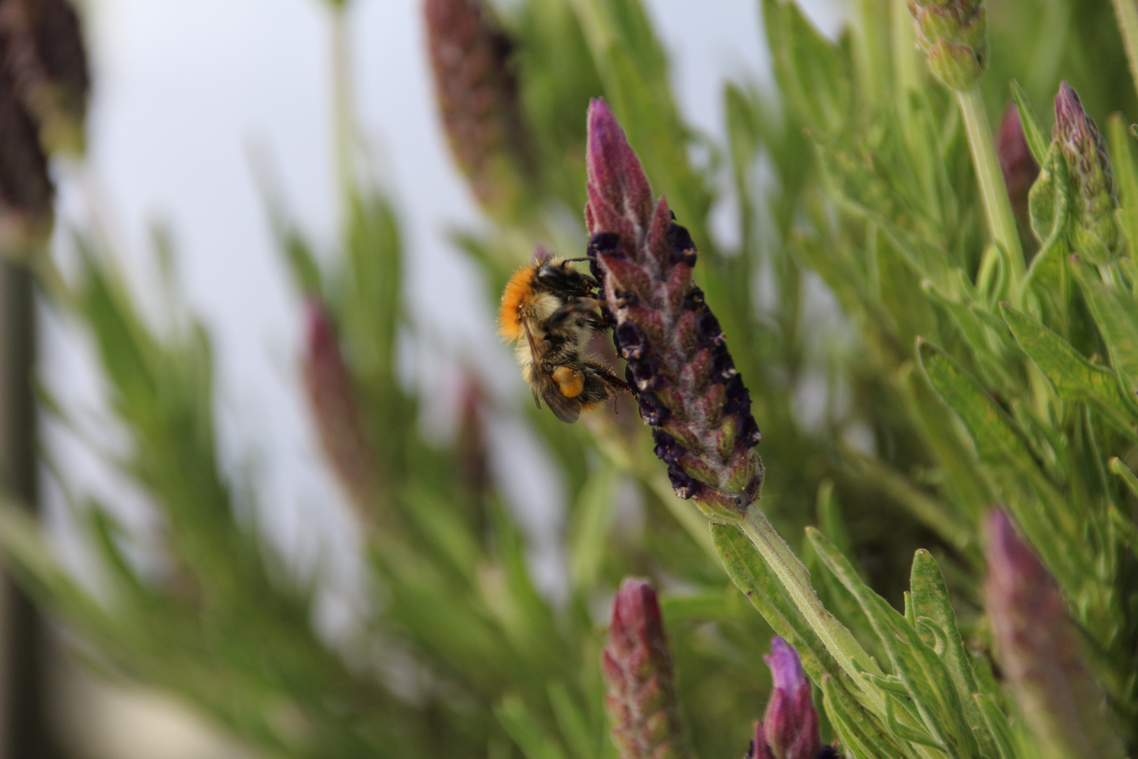 Biene auf Lavendel