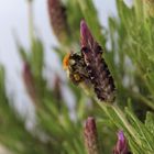 Biene auf Lavendel