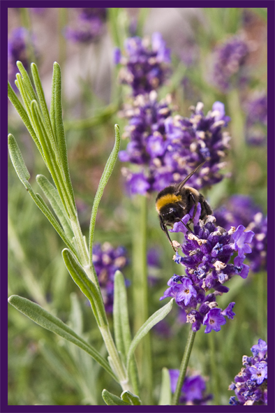 Biene auf Lavendel