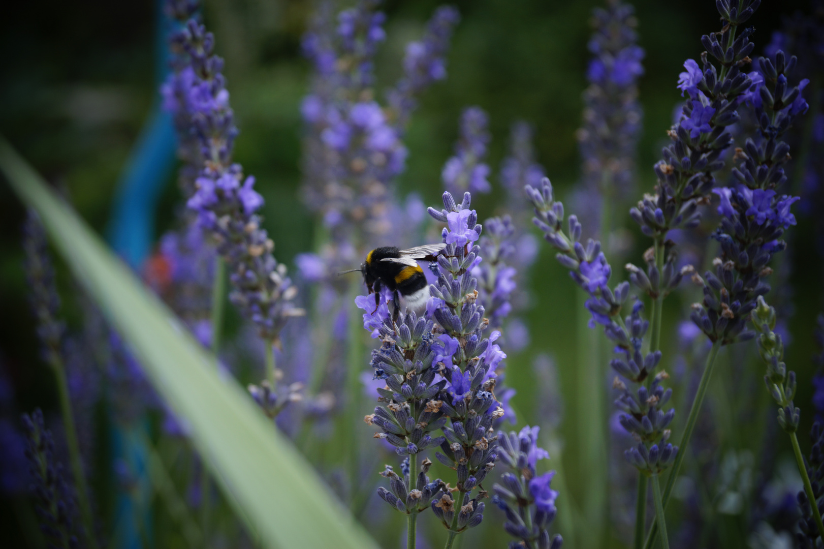 Biene auf Lavendel