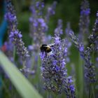 Biene auf Lavendel