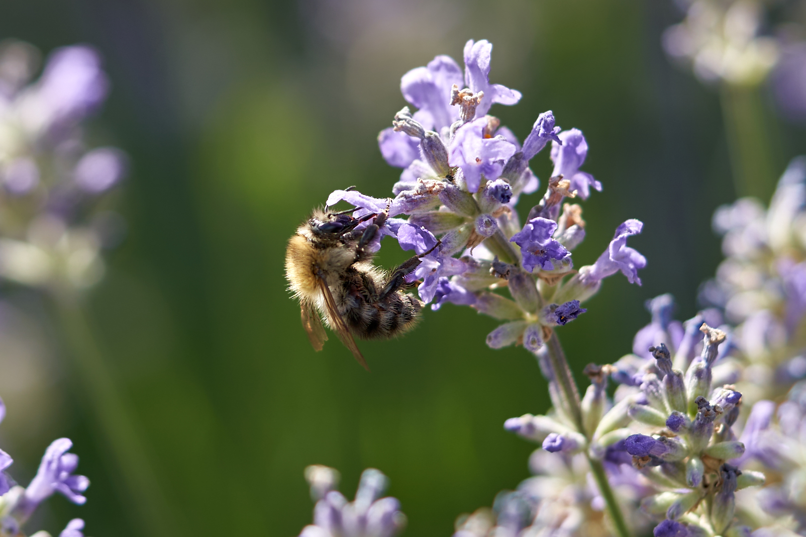  Biene auf Lavendel