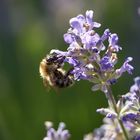  Biene auf Lavendel