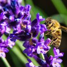 Biene auf Lavendel