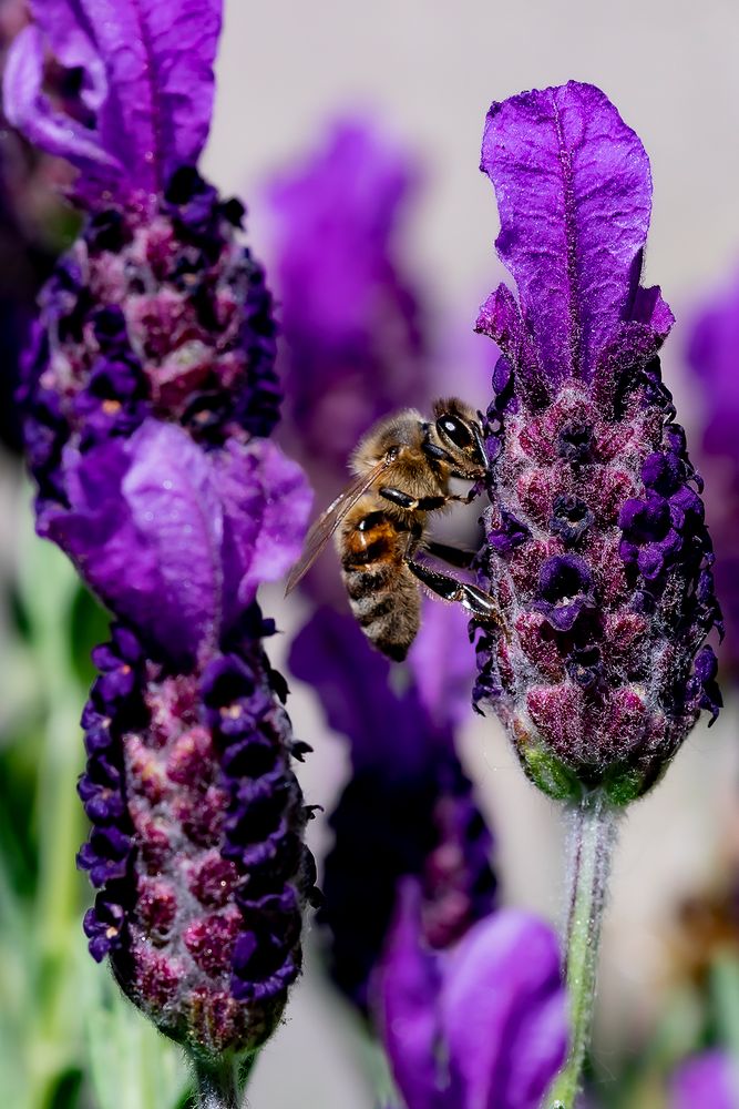 Biene auf Lavendel Foto & Bild | pflanzen, pilze & flechten, blüten- & kleinpflanzen, natur ...