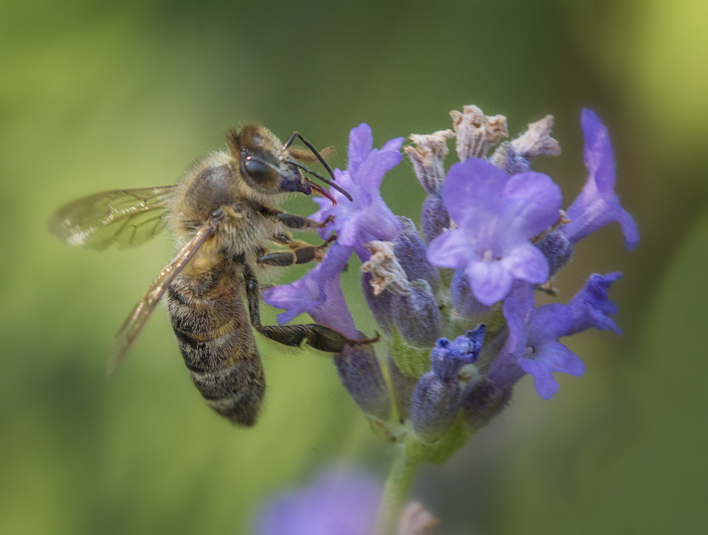 Biene auf Lavendel