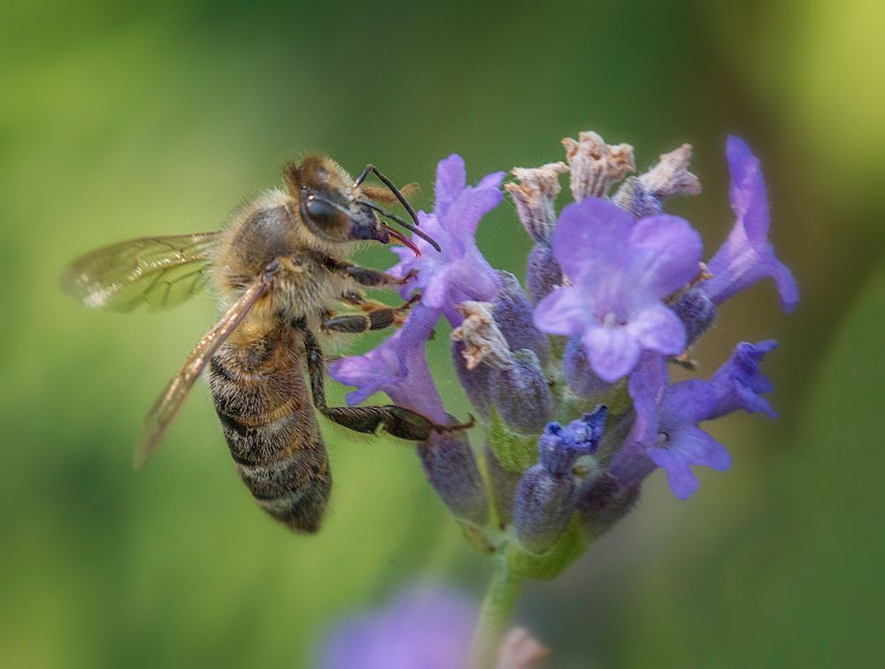 Biene auf Lavendel