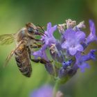 Biene auf Lavendel