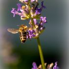 Biene auf Lavendel