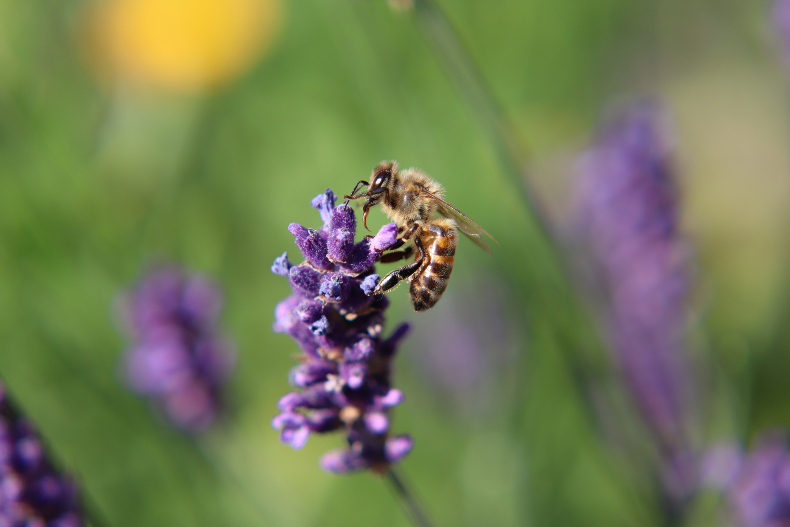 Biene auf Lavendel Foto & Bild tiere, wildlife, insekten Bilder auf