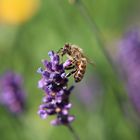 Biene auf Lavendel