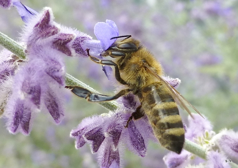 Biene auf Lavendel