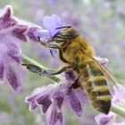 Biene auf Lavendel