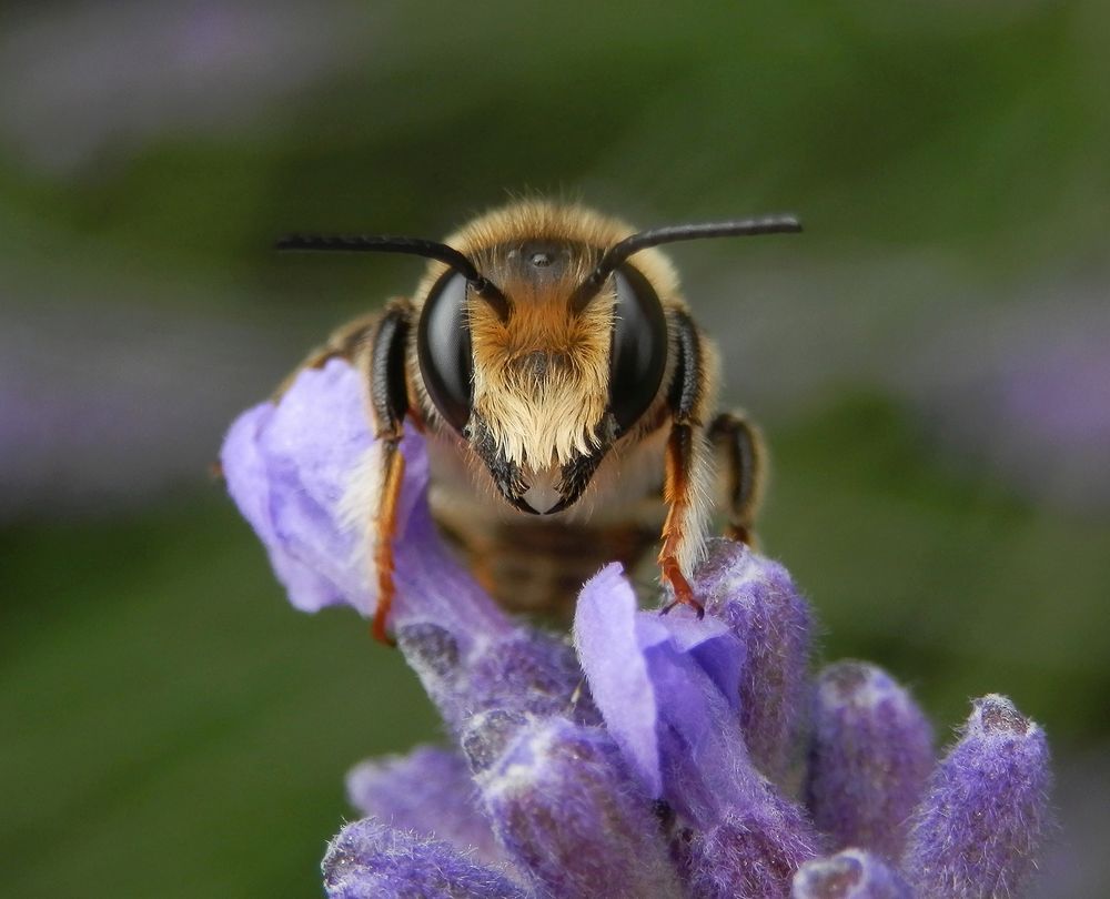 Biene auf Lavendel - Makro von vorne