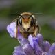 Bienen•Hummeln