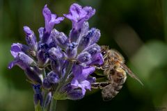 *** Biene auf Lavendelblüte *** 
