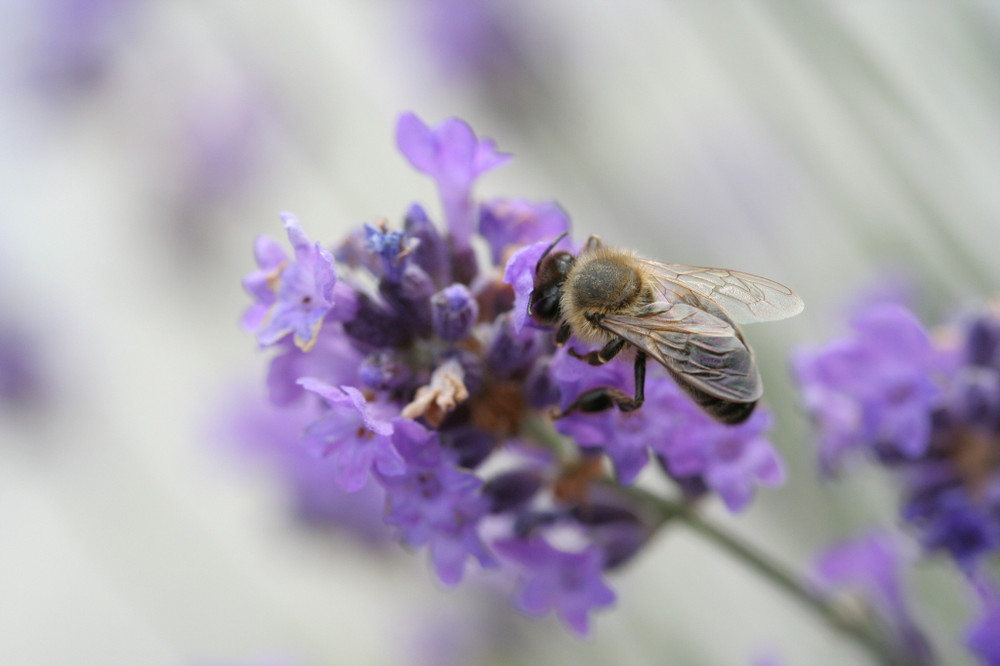 Biene auf Lavendelblüte
