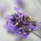 Biene auf Lavendelblüte