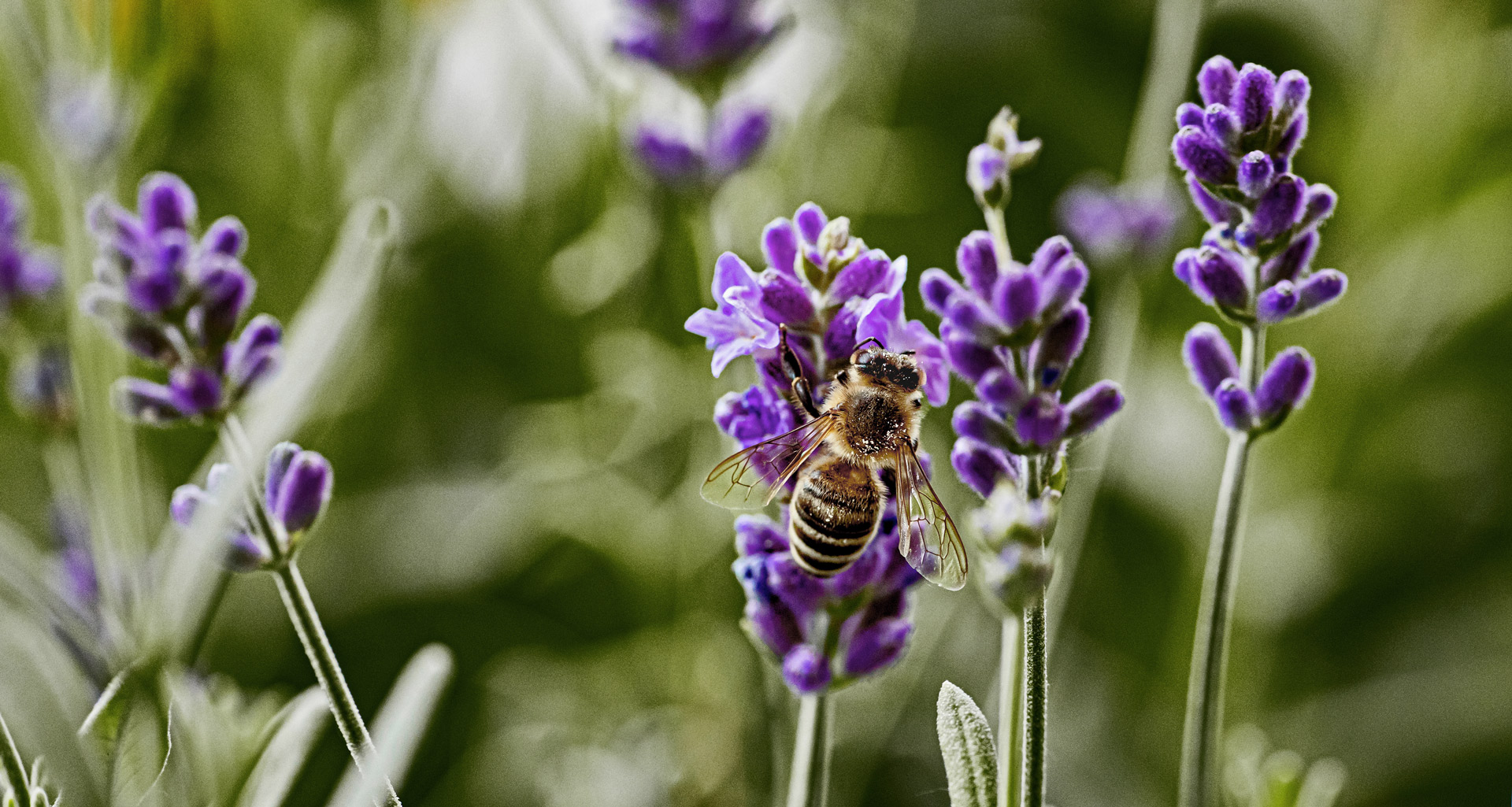 Biene auf Lavendelblüten