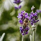 Biene auf Lavendelblüten