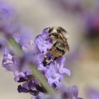 Biene auf Lavendelstrauch