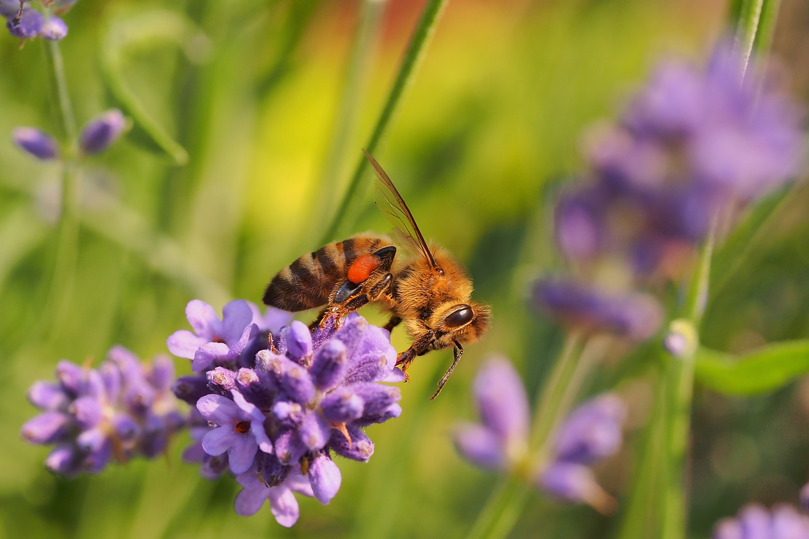 Biene auf Lavender