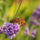 Biene auf Lavender