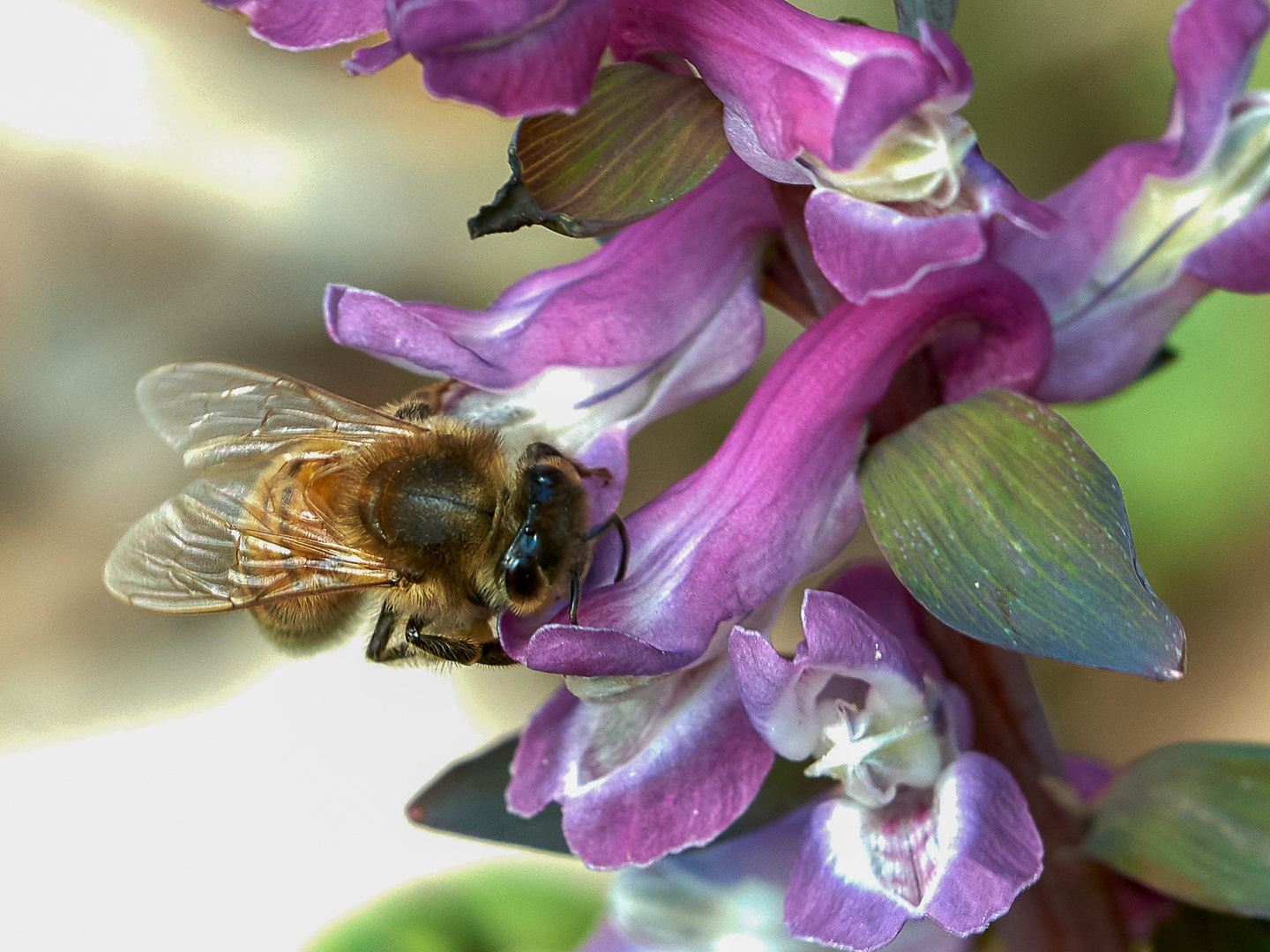 Biene auf Lerchensporn