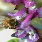 Biene auf Lerchensporn
