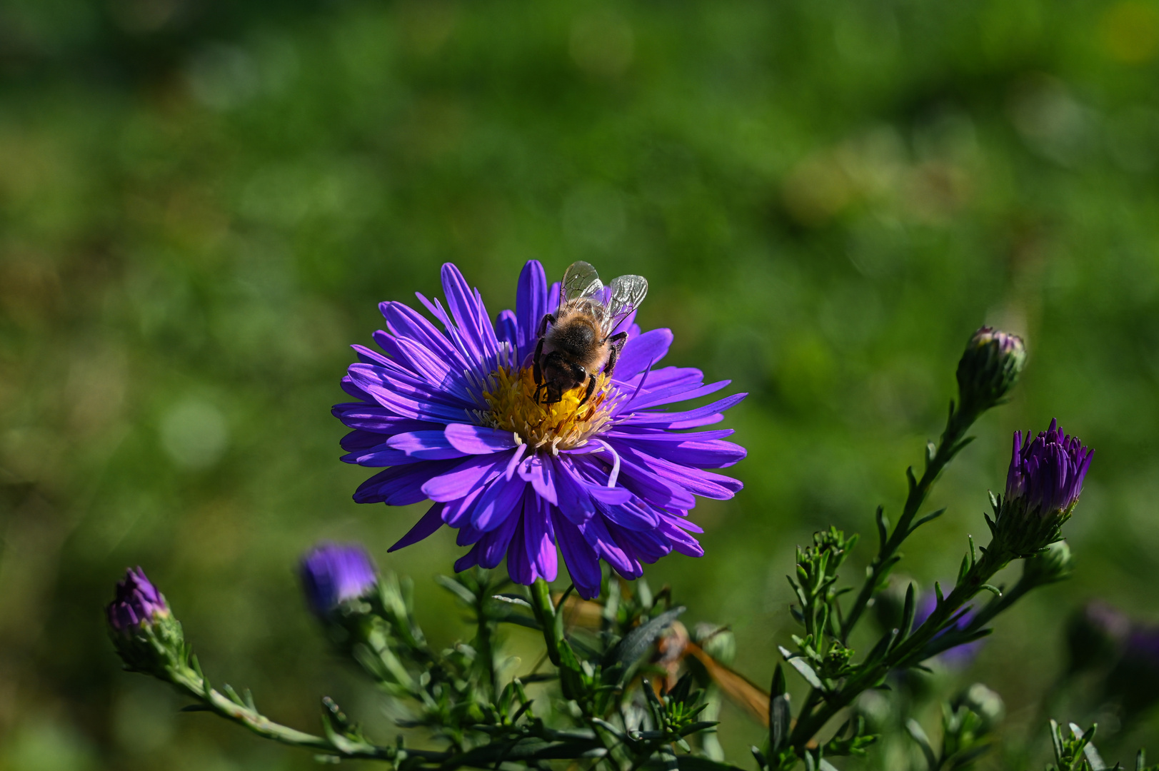 Biene auf lila Aster